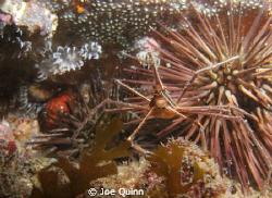 alota life in one space
 by Joe Quinn 
